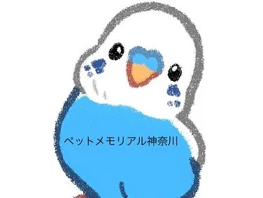 横浜市で愛されたインコちゃん、あなたの羽ばたきは今は静かに。