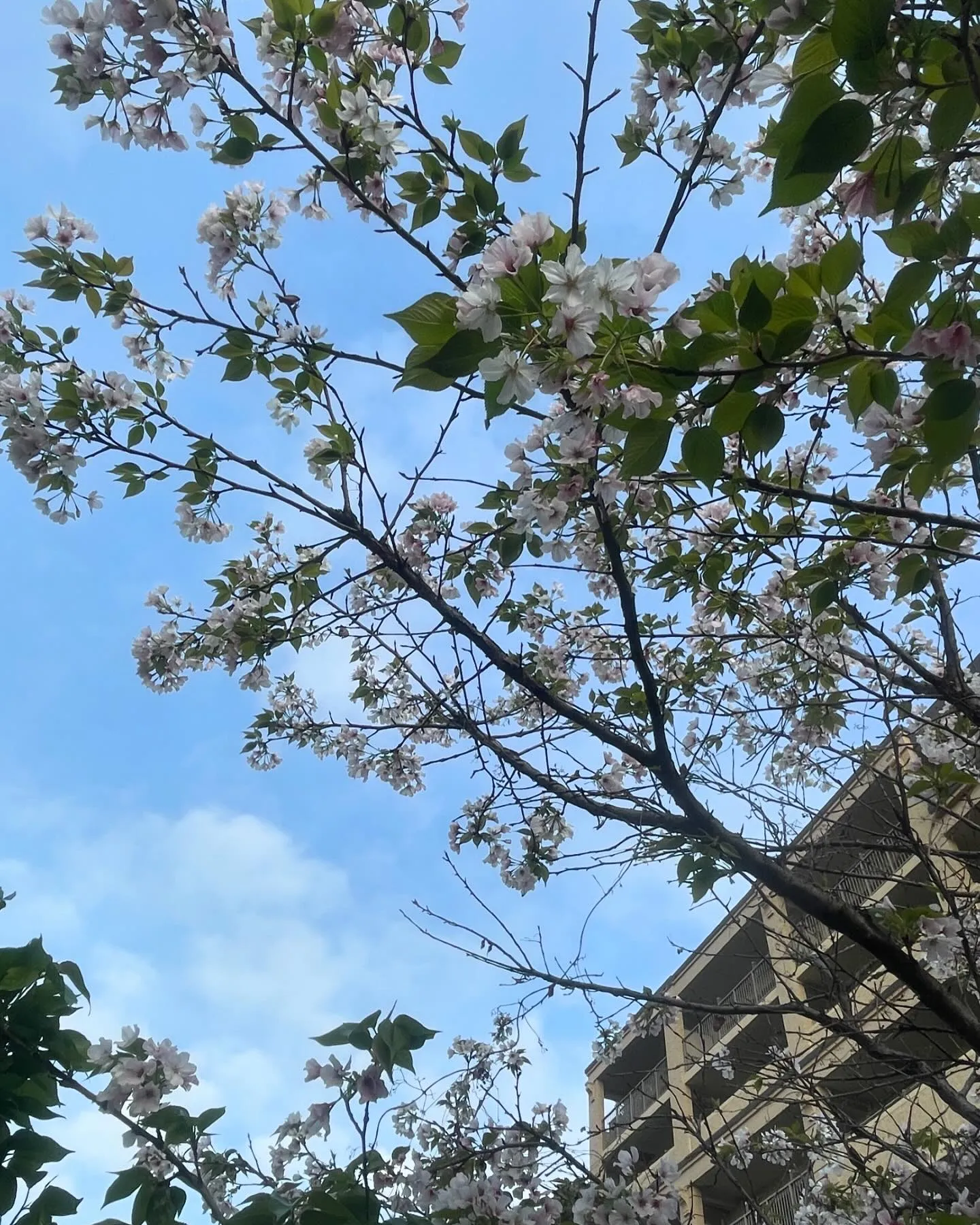 「桜🌸咲く、横浜市金沢区にて、今日も一つの大切な命を心を込め...