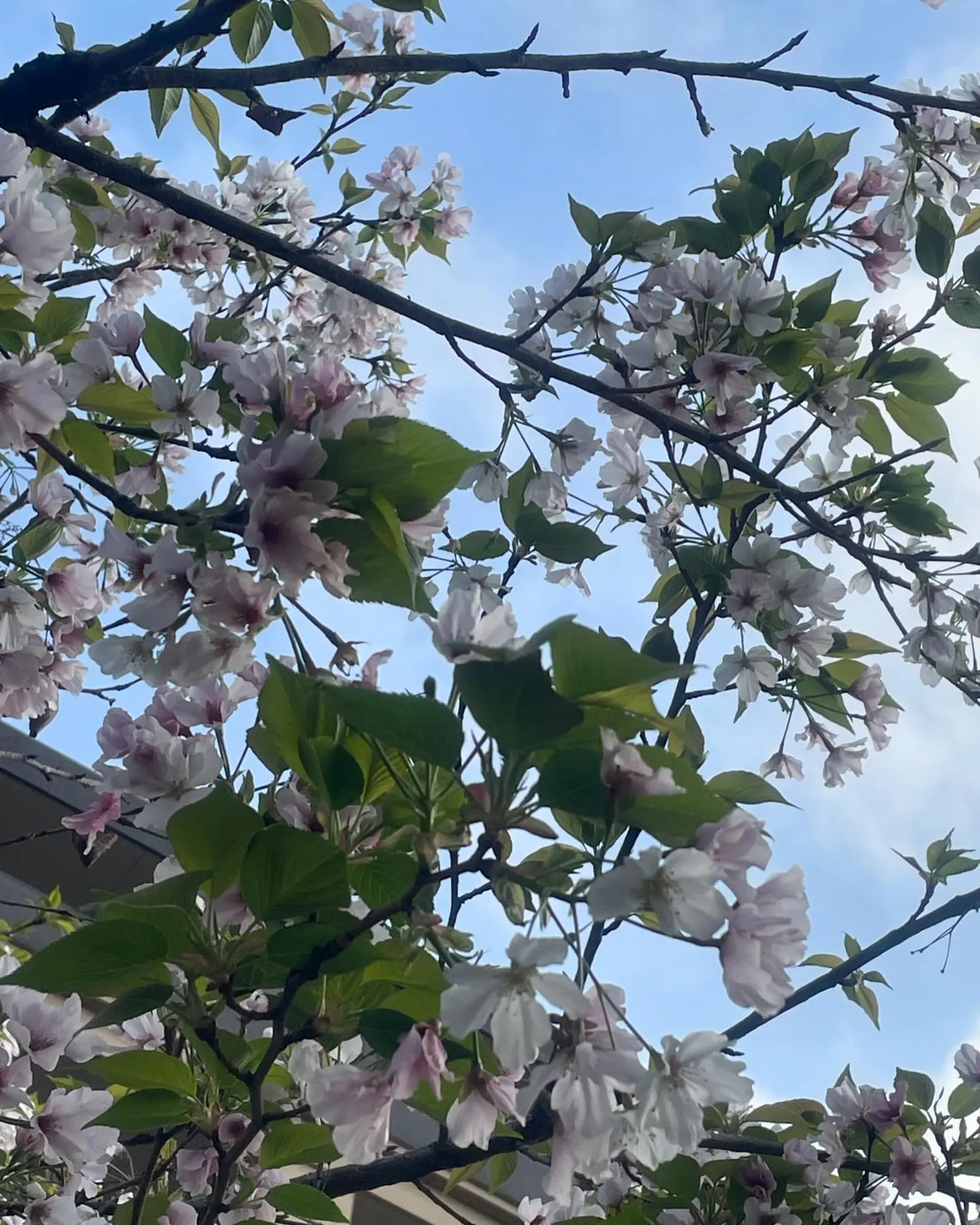 「桜🌸咲く、横浜市金沢区にて、今日も一つの大切な命を心を込め...