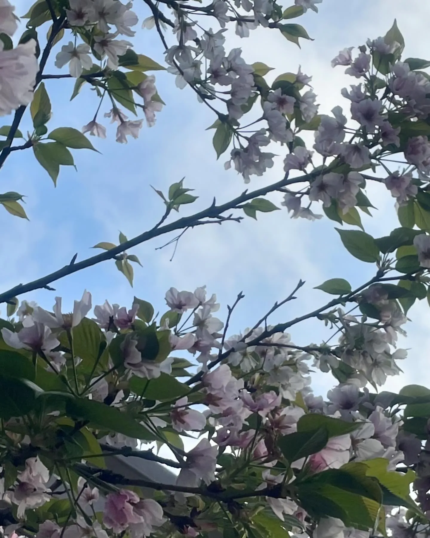 「桜🌸咲く、横浜市金沢区にて、今日も一つの大切な命を心を込め...