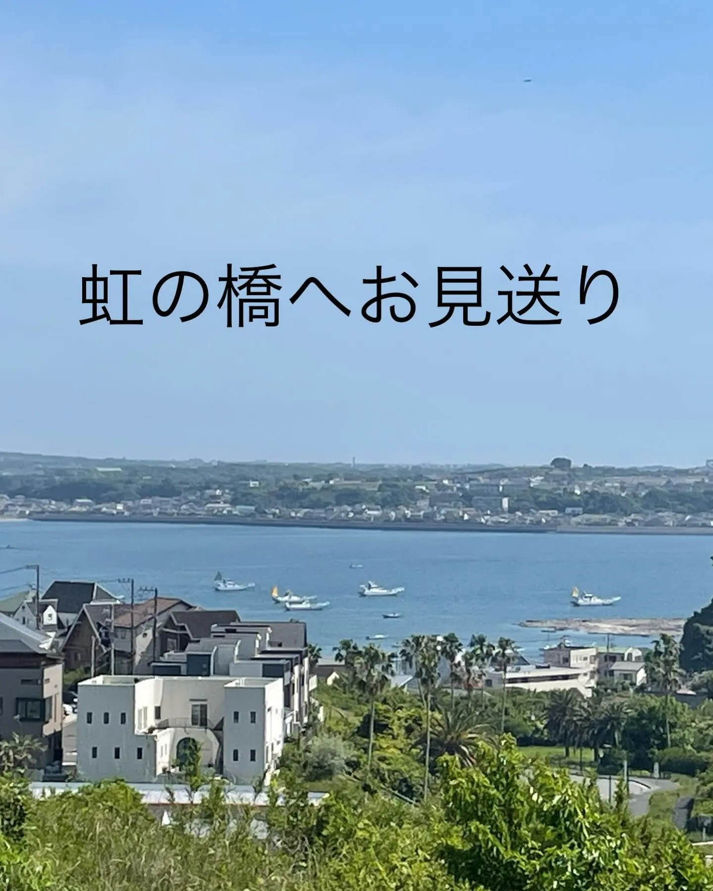 横須賀市にお住まいの心温まるご家族の元を離れ、虹の橋へと旅立...