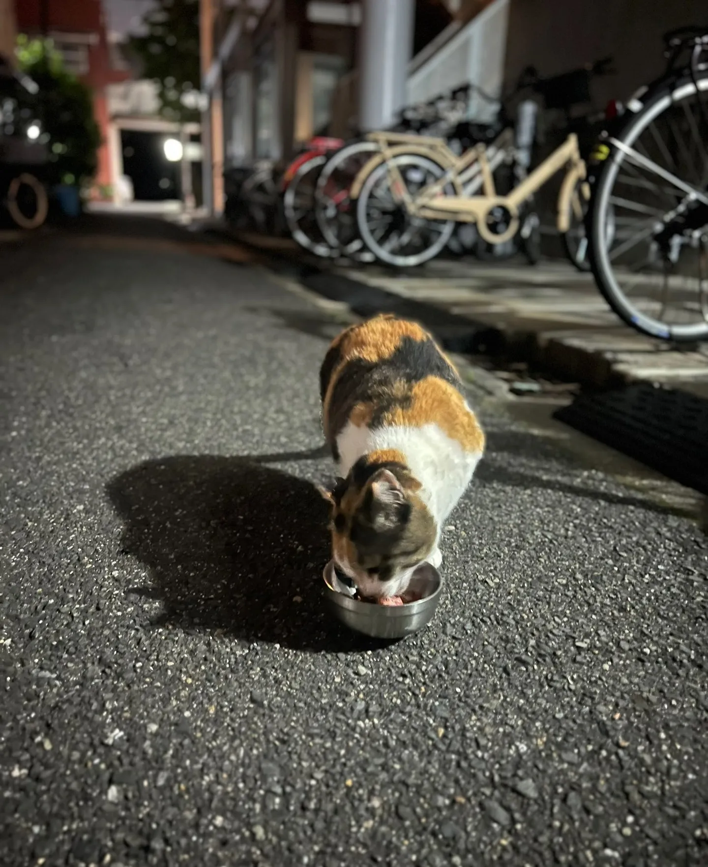 ペットの世界も味覚の宝庫です。