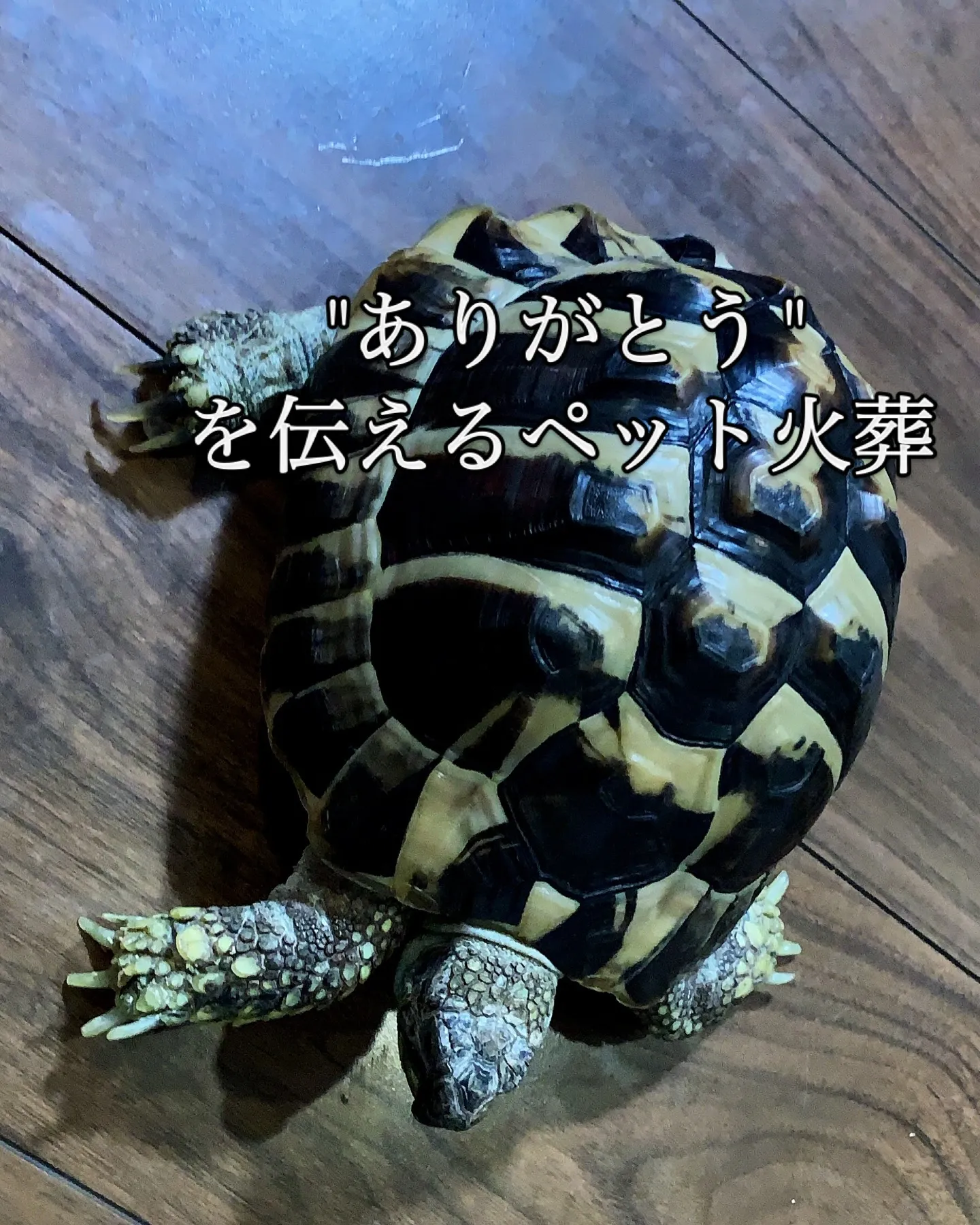 三浦市でリクガメのカメ吉くんのお見送りをさせていただきました...