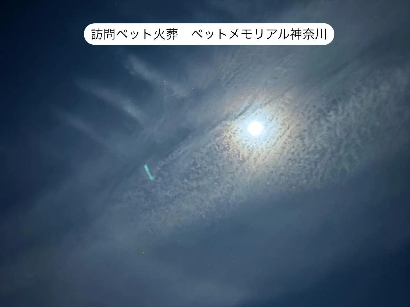 横須賀市より、リリーちゃんのお見送りを海の見える場所からお手...