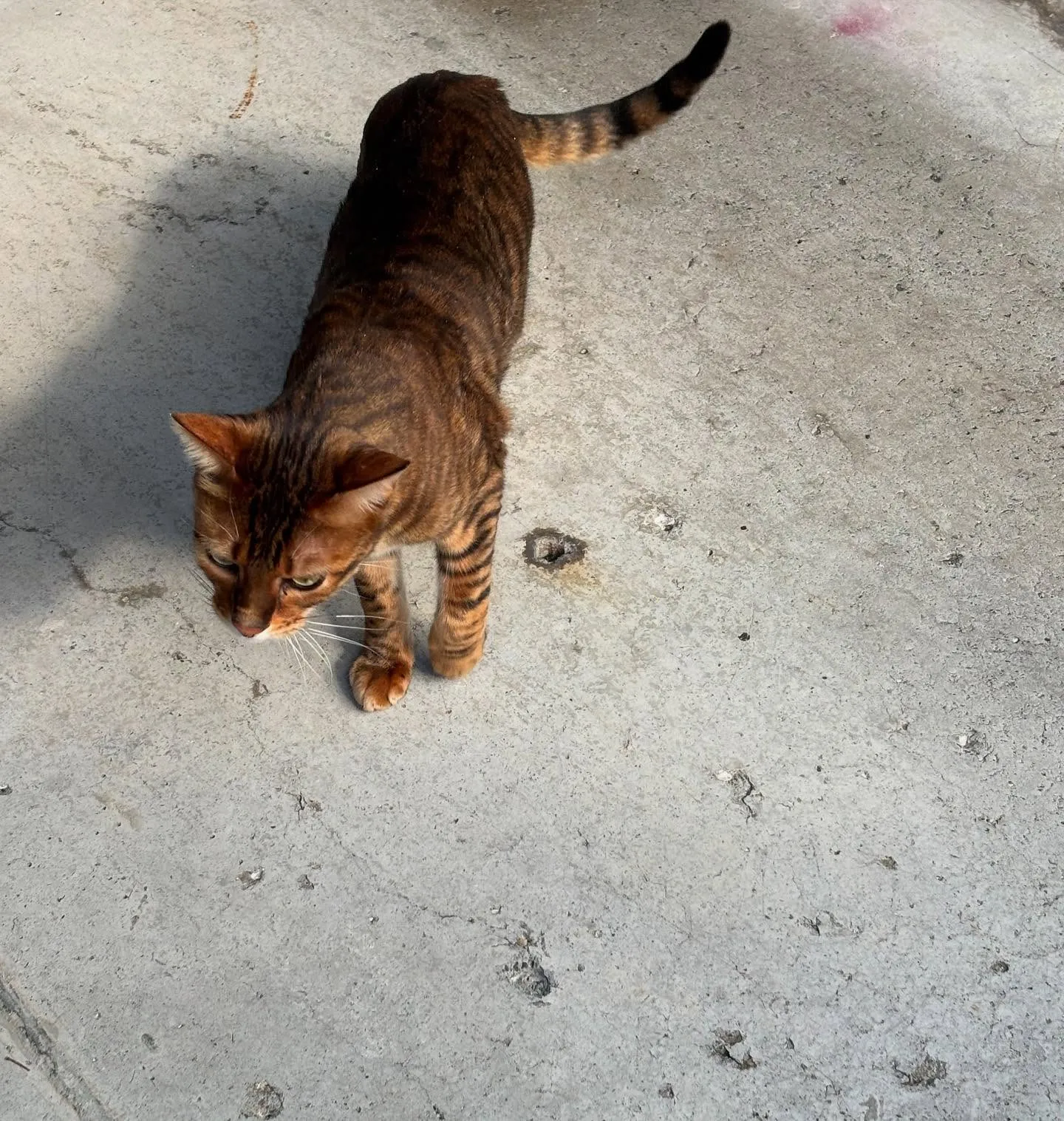 このたび、横浜市より猫ちゃんのお見送りをお手伝いさせていただ...