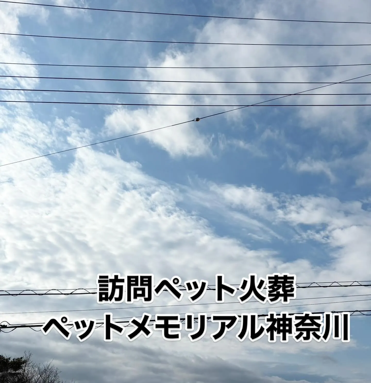 横須賀市という美しい場所で、大切な猫ちゃんの葬儀と火葬を執り...