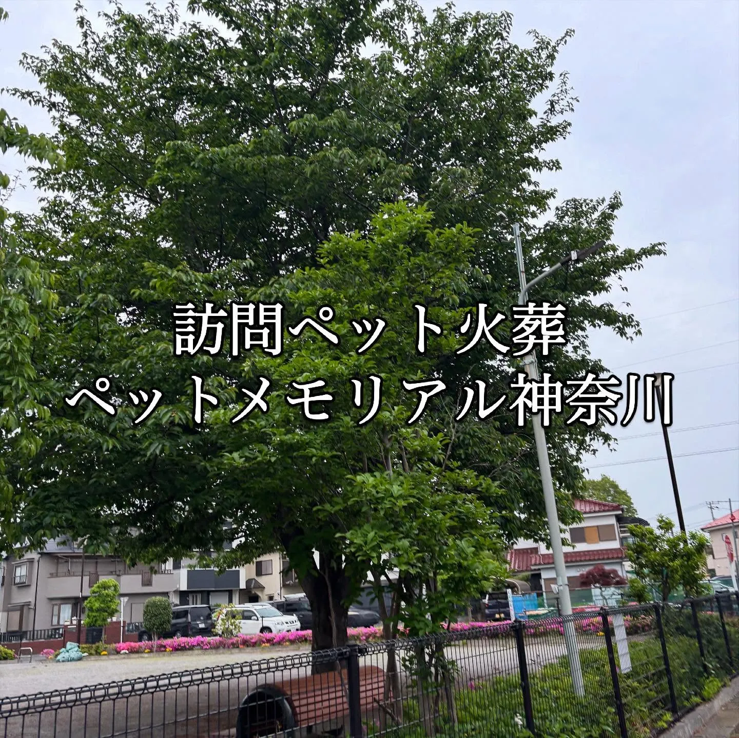 神奈川県葉山町で、大切なわんちゃんのペット火葬のお手伝いをさ...