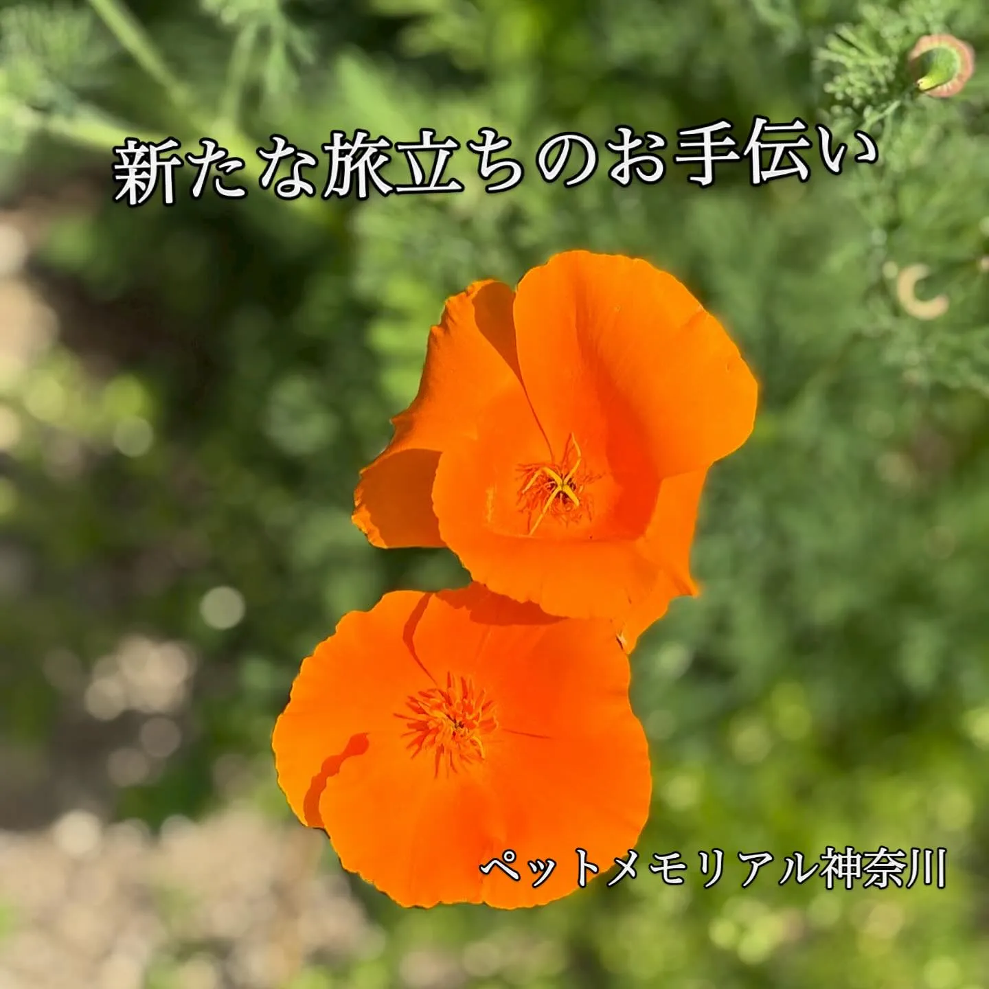 横須賀市の皆様に、心温まるペット火葬サービスを提供しておりま...