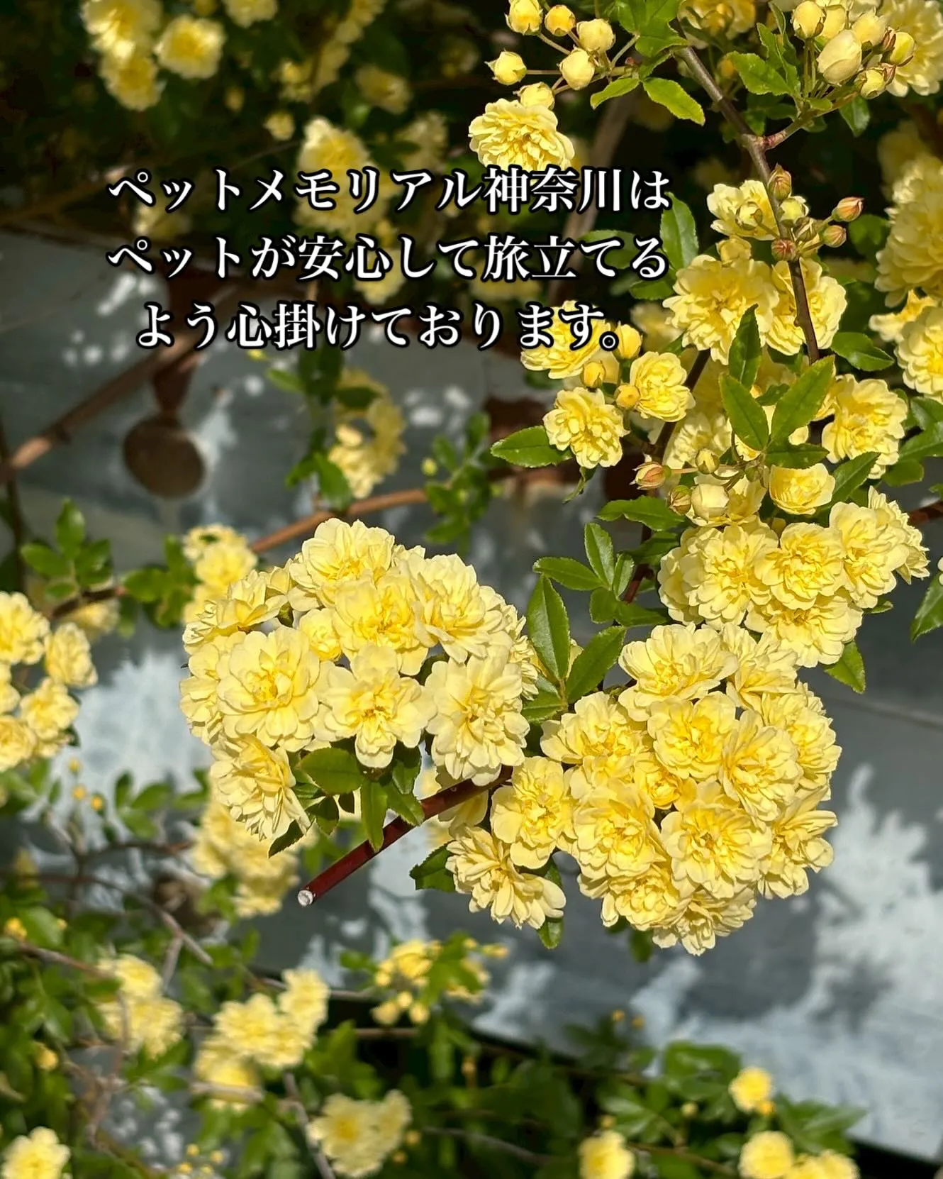 神奈川県横須賀市でペット葬儀、ペット火葬をお考えの皆様へ、大...