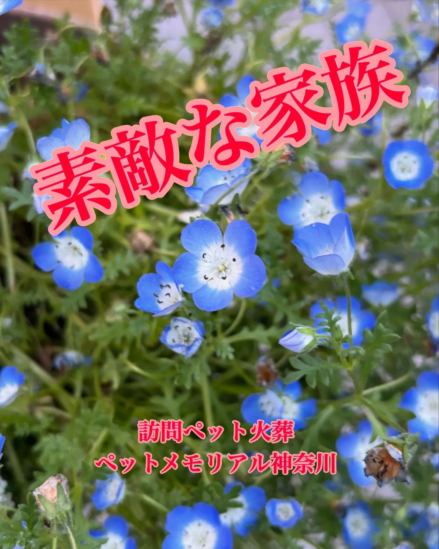 ペットとの別れは心が痛むものであり、特に長年の友として過ごし...