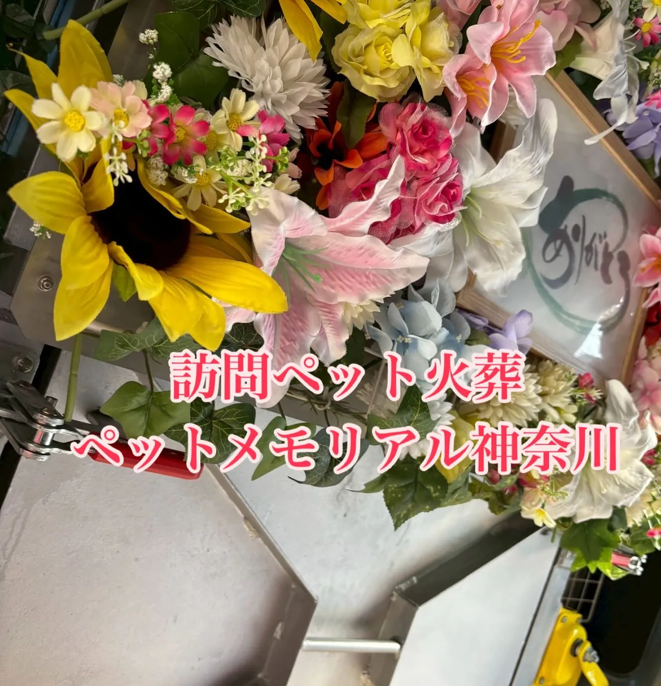神奈川県三浦市で、美しい羽を持つインコちゃんのお見送り、ペッ...