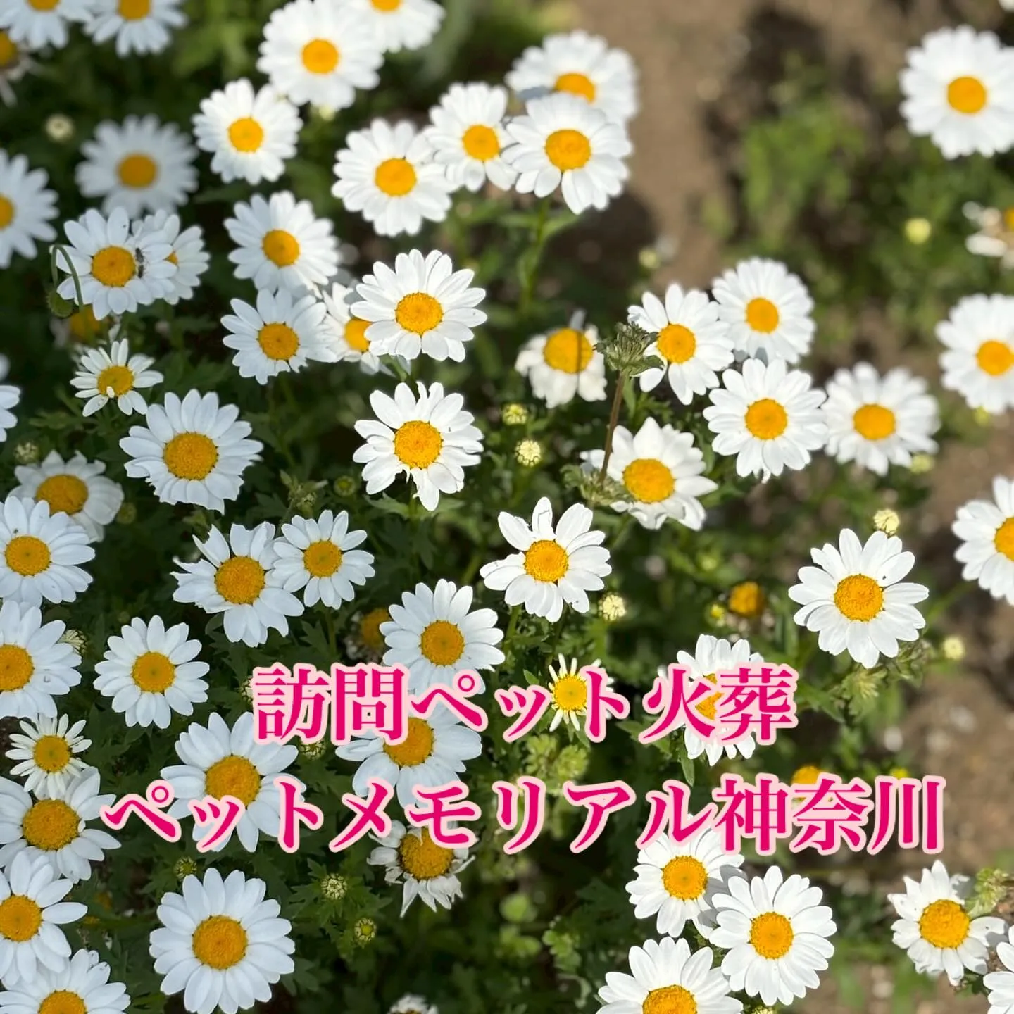 ペットとの別れはとても辛いものですが、横須賀市や神奈川県でペ...