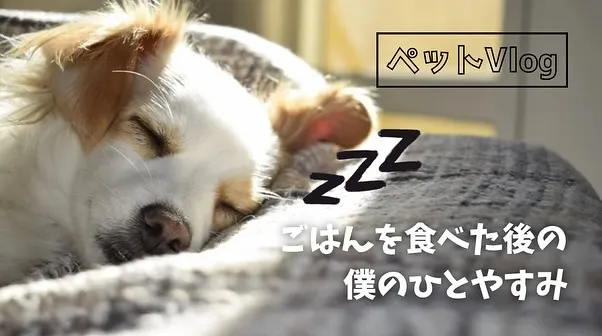 訪問ペット火葬を専門とする「ペットメモリアル神奈川」は、ペッ...