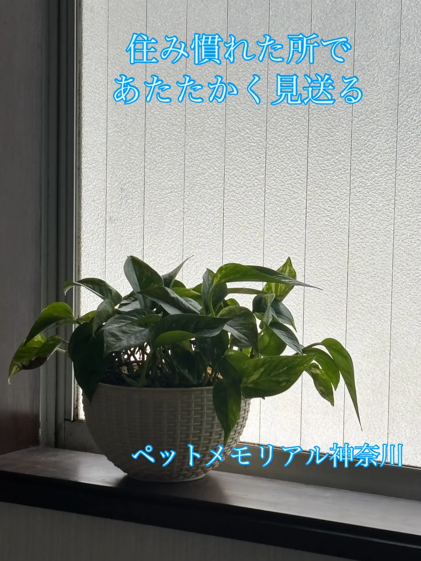 ペットとの最後の別れを心から大切にしたいとお考えの方へ、神奈...