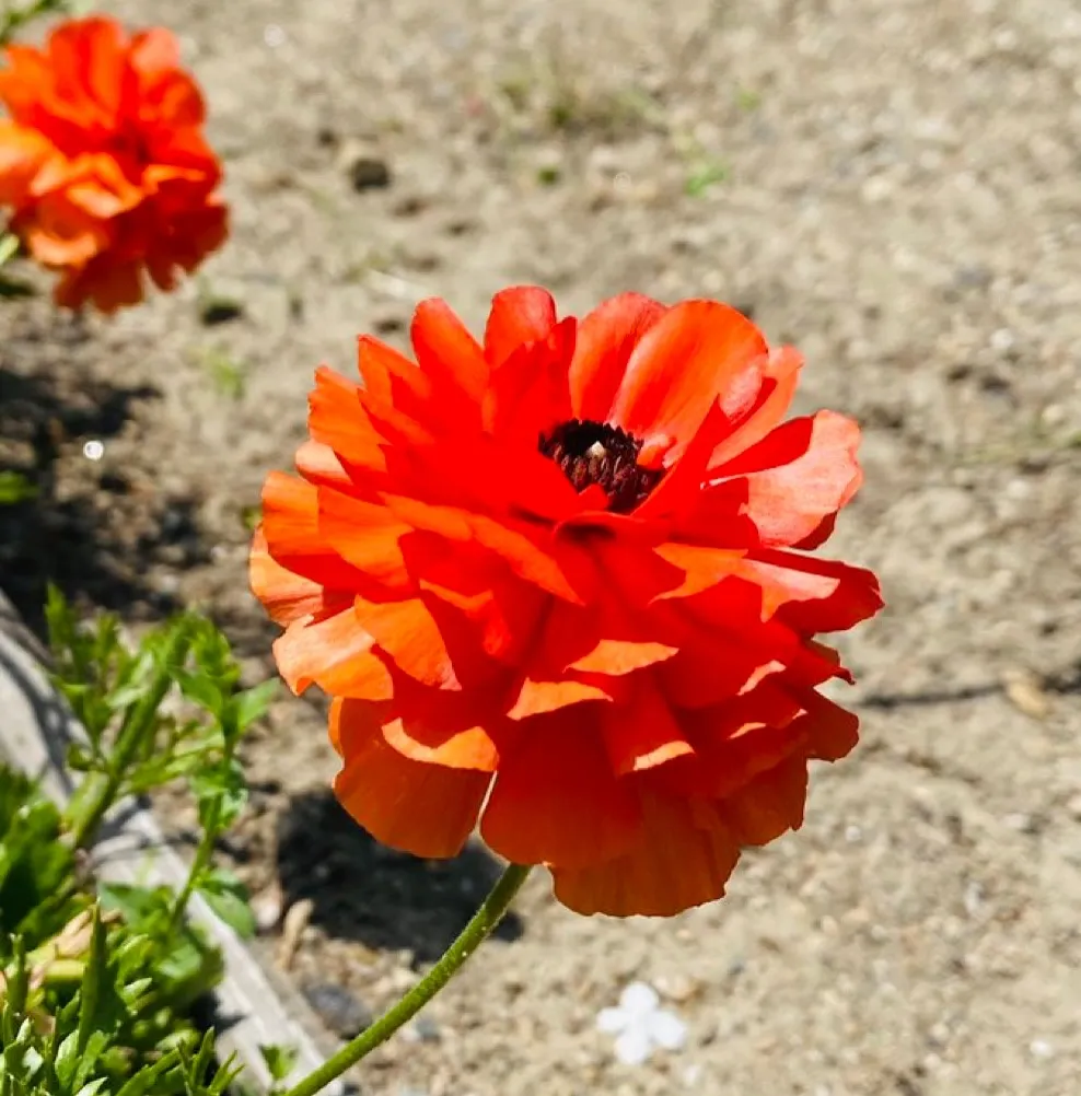 ペットメモリアル神奈川は、横須賀から神奈川県全域で、ペットの...