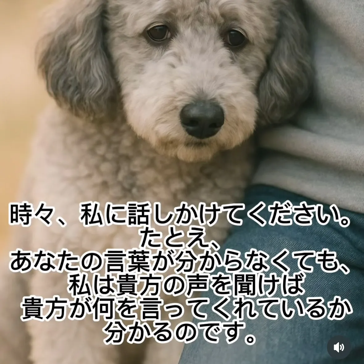 神奈川県でペット火葬をお考えの皆様、心に寄り添ったサービスを...