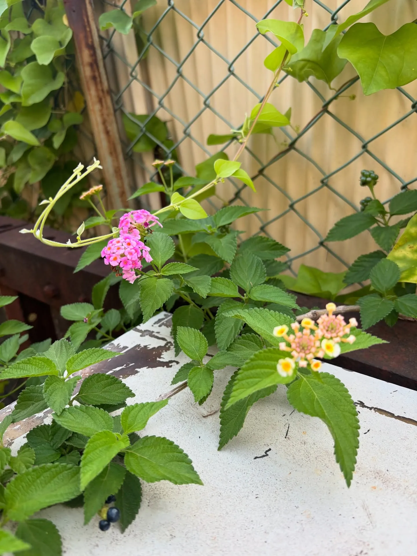 ペットとのお別れの時は、心に寄り添った丁寧なサービスが求めら...