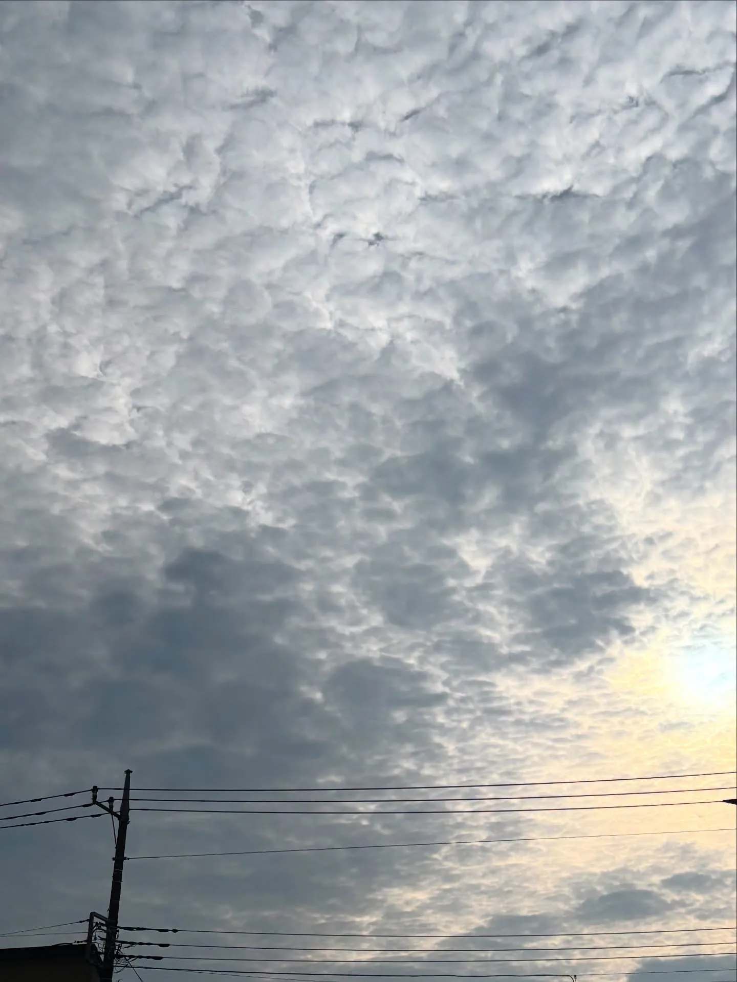 神奈川県横浜市でのペット訪問火葬をお考えなら、ペットメモリア...