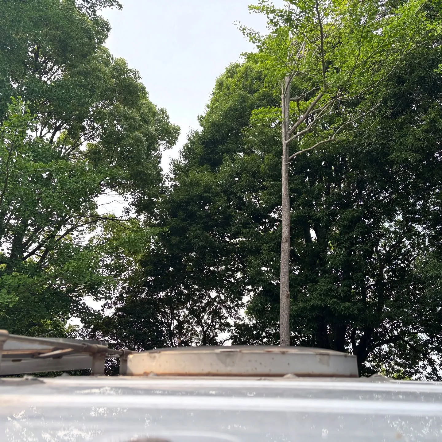 神奈川県三浦郡葉山町にて、チワワちゃんのペット火葬をお手伝い...