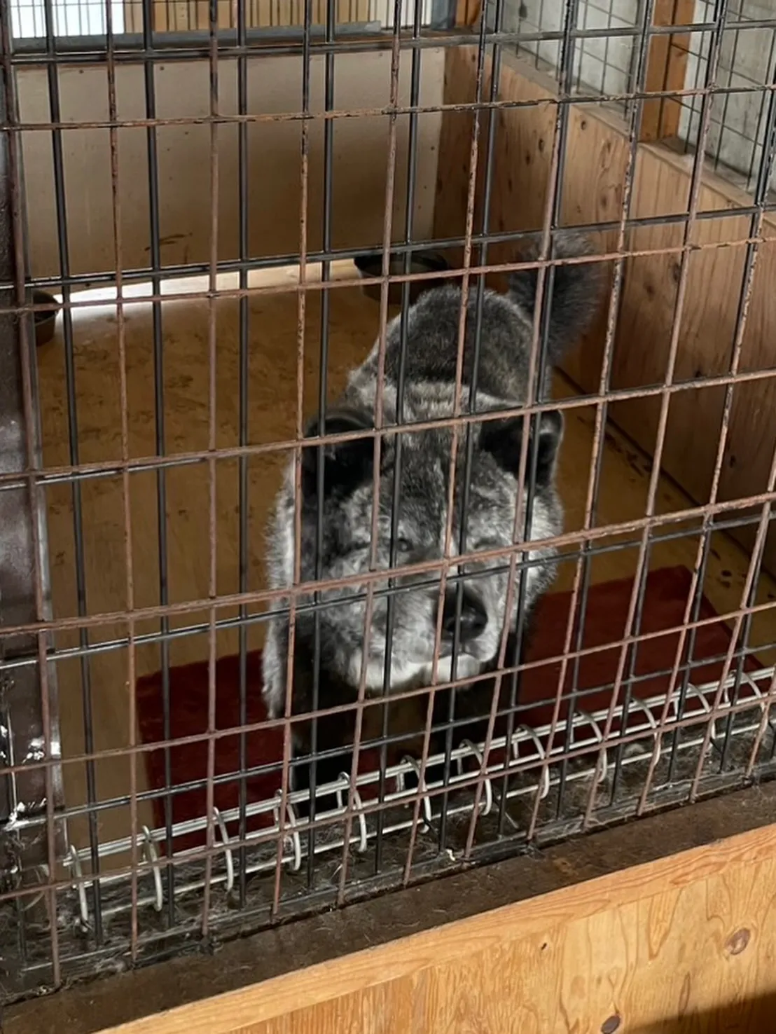 私の寿命はおよそ10年から15年です。