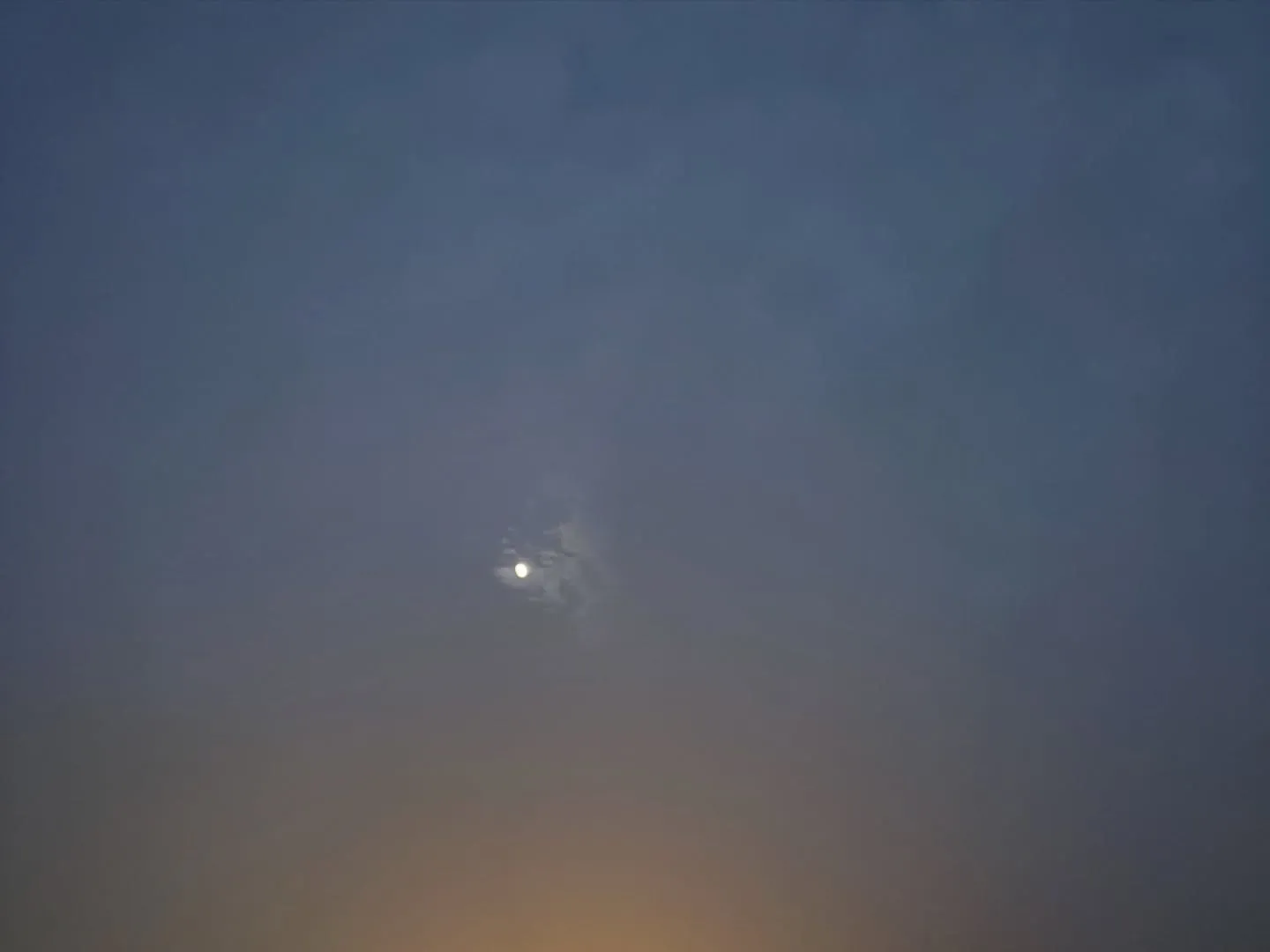 神奈川県横浜市金沢区で、大切な家族の一員であるチワワちゃんの...