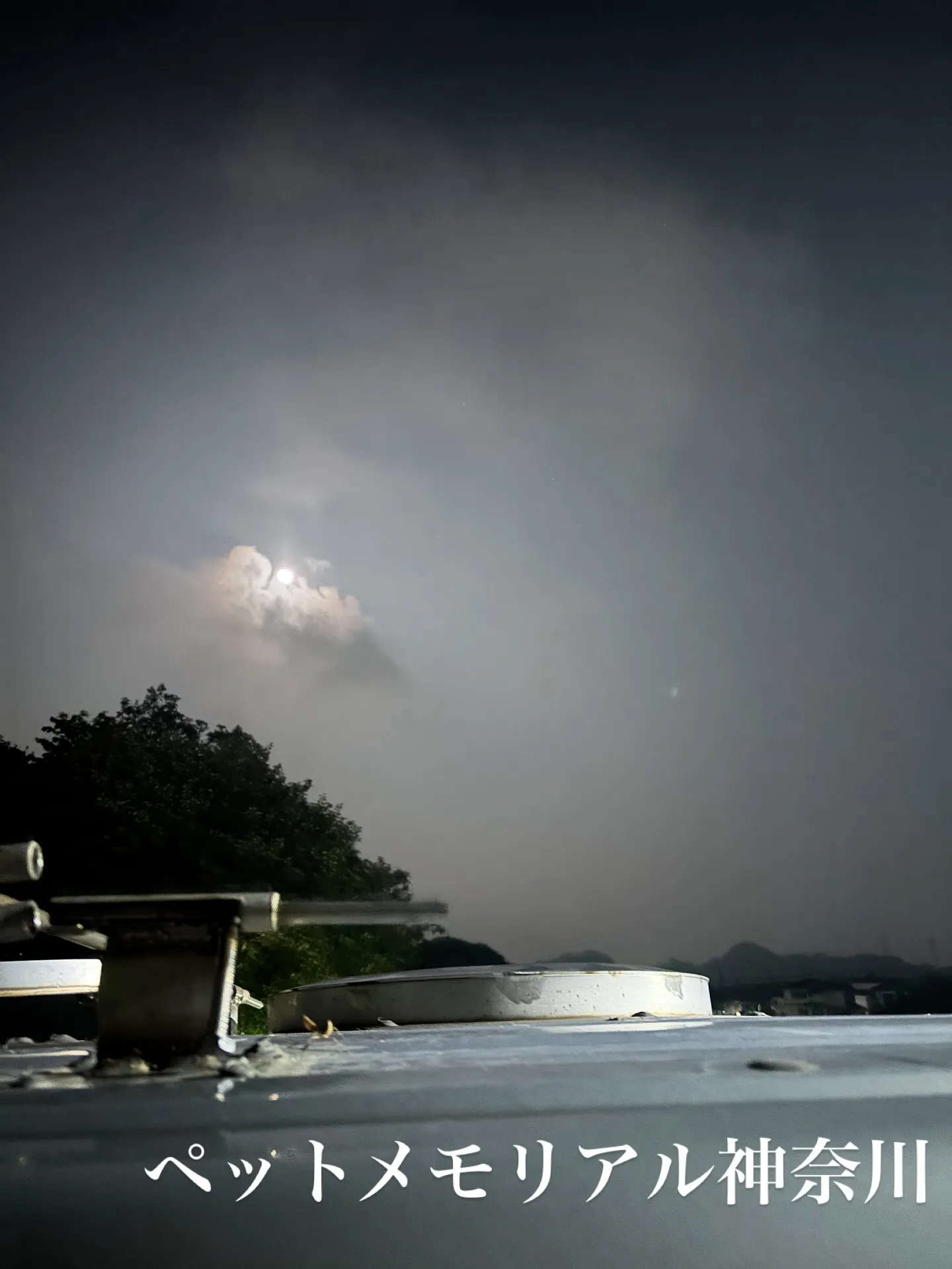 神奈川県三浦郡葉山町にて、一匹のわんちゃんのお見送りをお手伝...