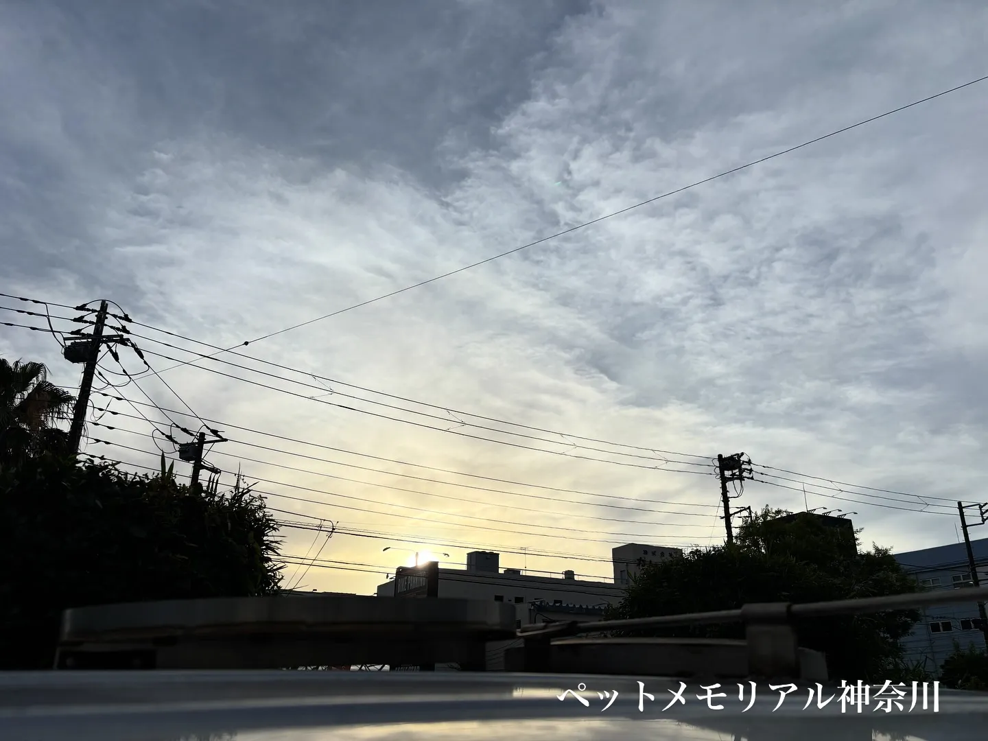 神奈川県横浜市にて、心を込めたインコちゃんのペット火葬のお手...