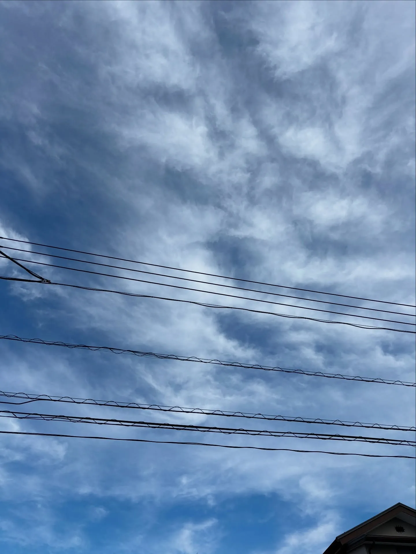 神奈川県横浜市にて、ご家族の大切な一員であった猫ちゃんのお見...