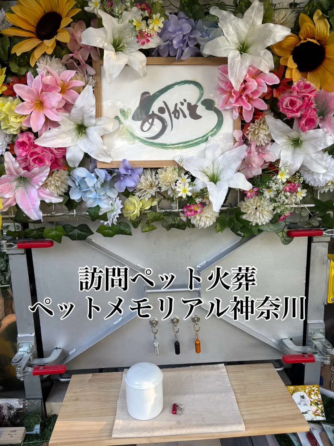 神奈川県逗子市にて、愛されていたチワワちゃんの最期のお見送り...