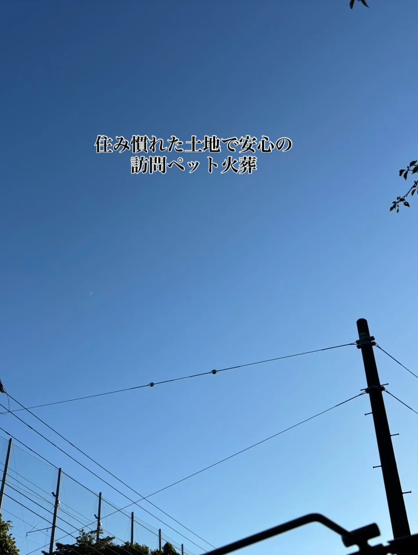 神奈川県逗子市にて、愛されていたチワワちゃんの最期のお見送り...