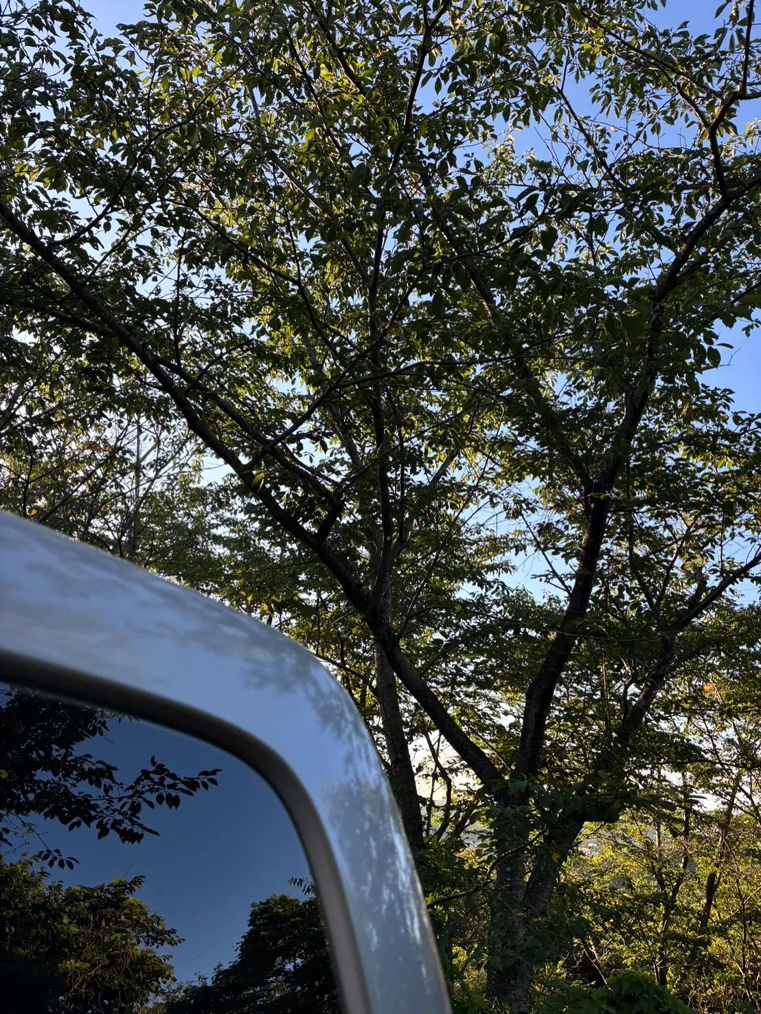 神奈川県逗子市にて、愛されていたチワワちゃんの最期のお見送り...