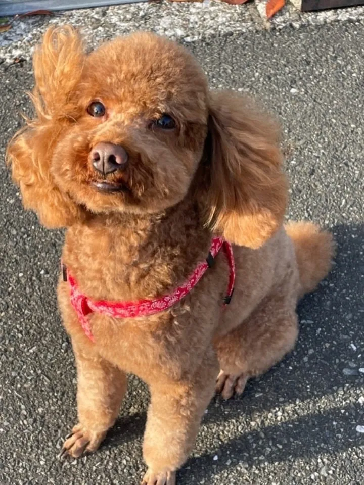 津波警報が発令された際には、まずは落ち着いて情報を確認し、速...