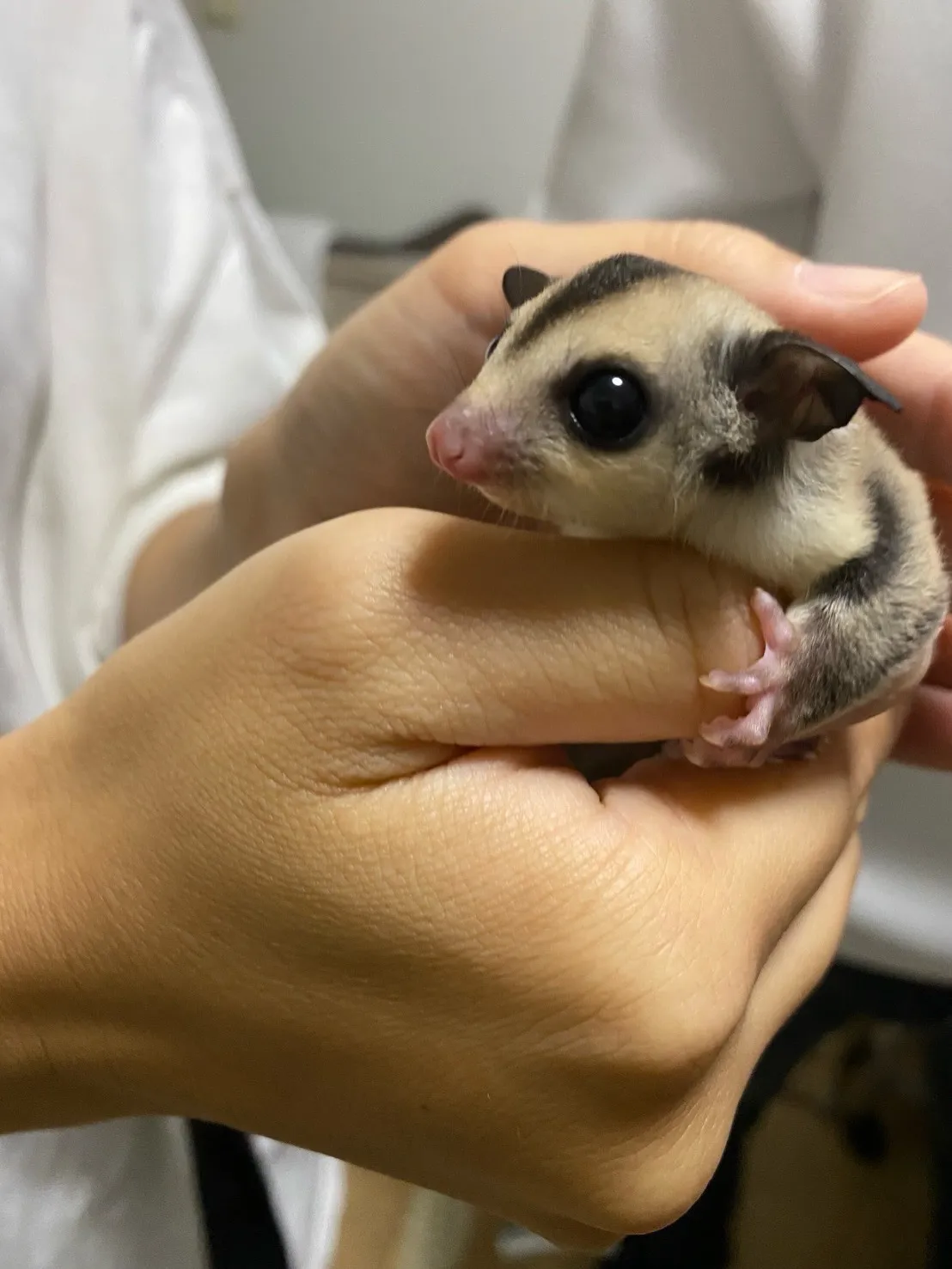 津波警報が発令された際には、まずは落ち着いて情報を確認し、速...