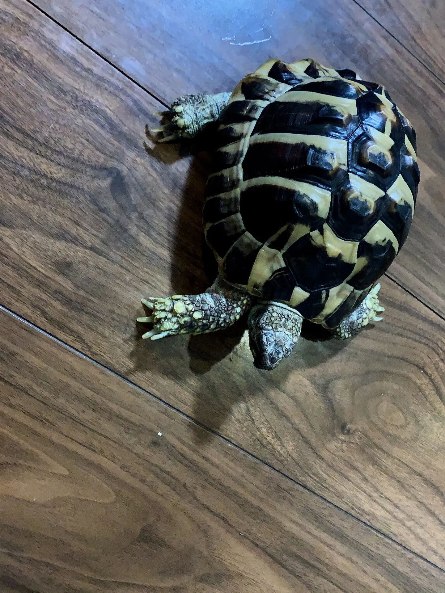 津波警報が発令された際には、まずは落ち着いて情報を確認し、速...