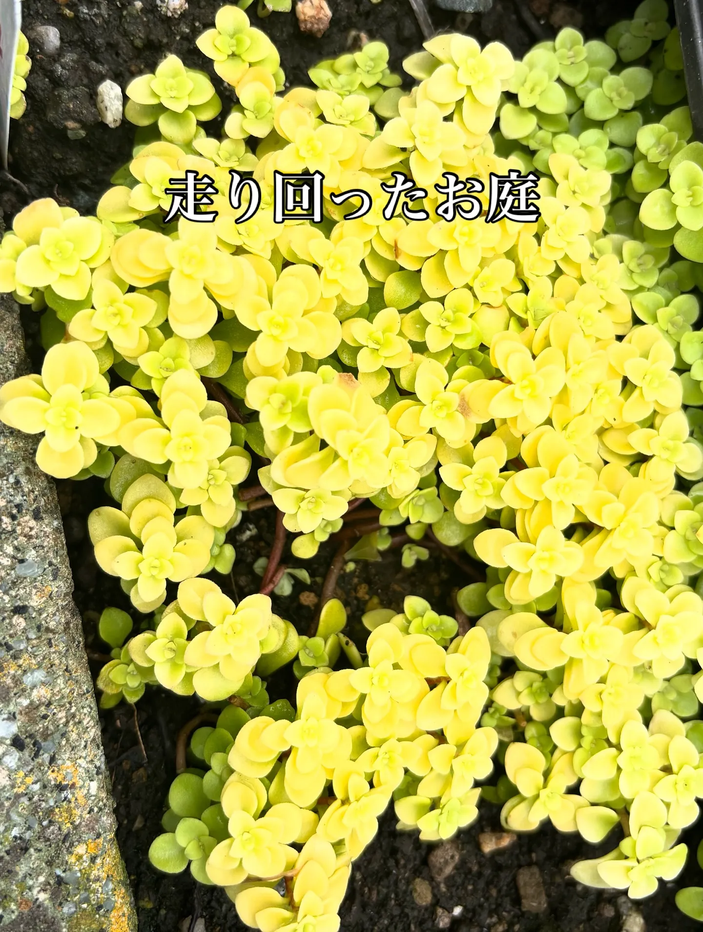 大切なペットとの最後のお別れは、心からの感謝と愛情に包まれた...