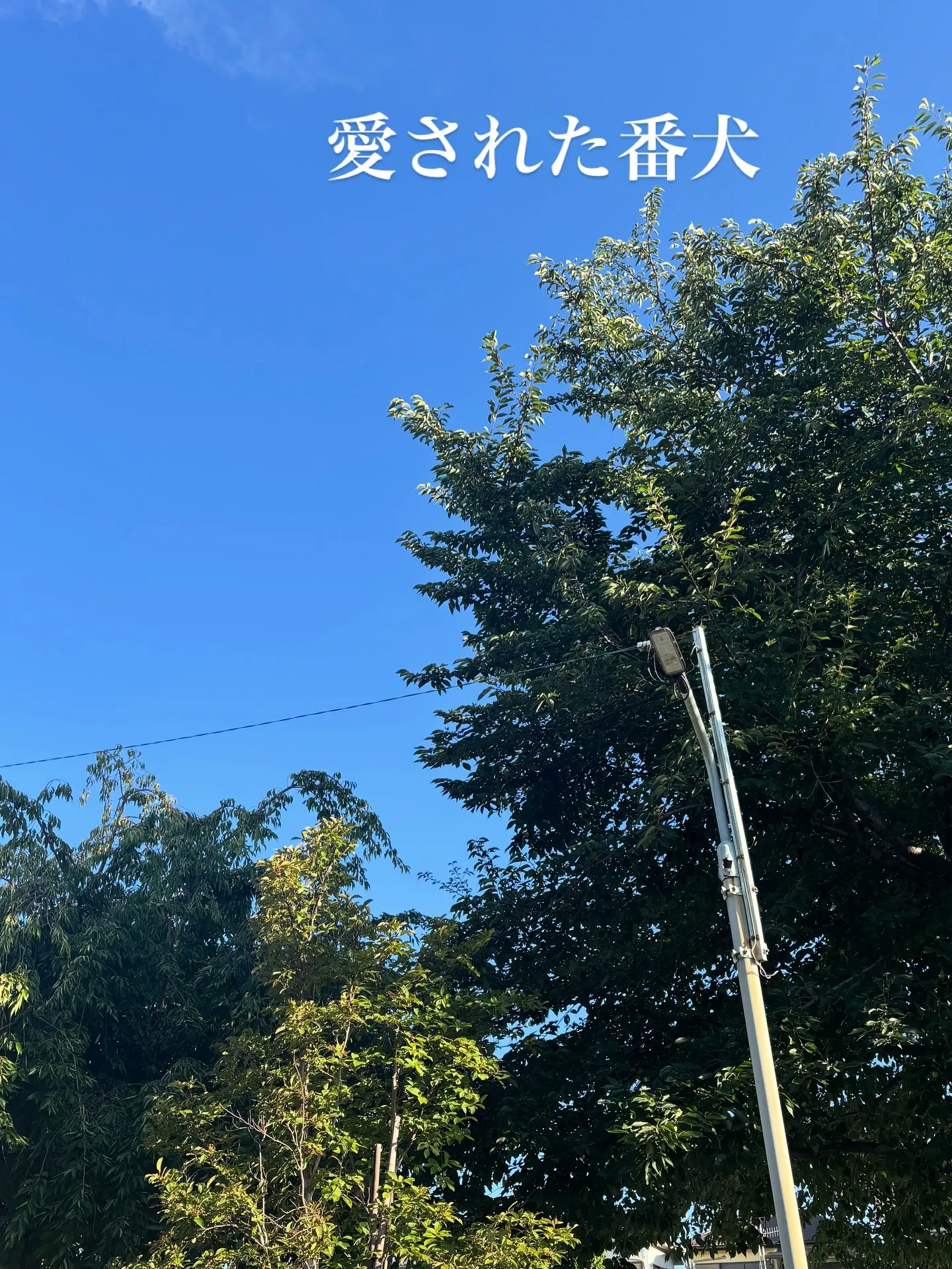 神奈川県三浦市にある、とある会社様の大切な一員であった柴犬ち...