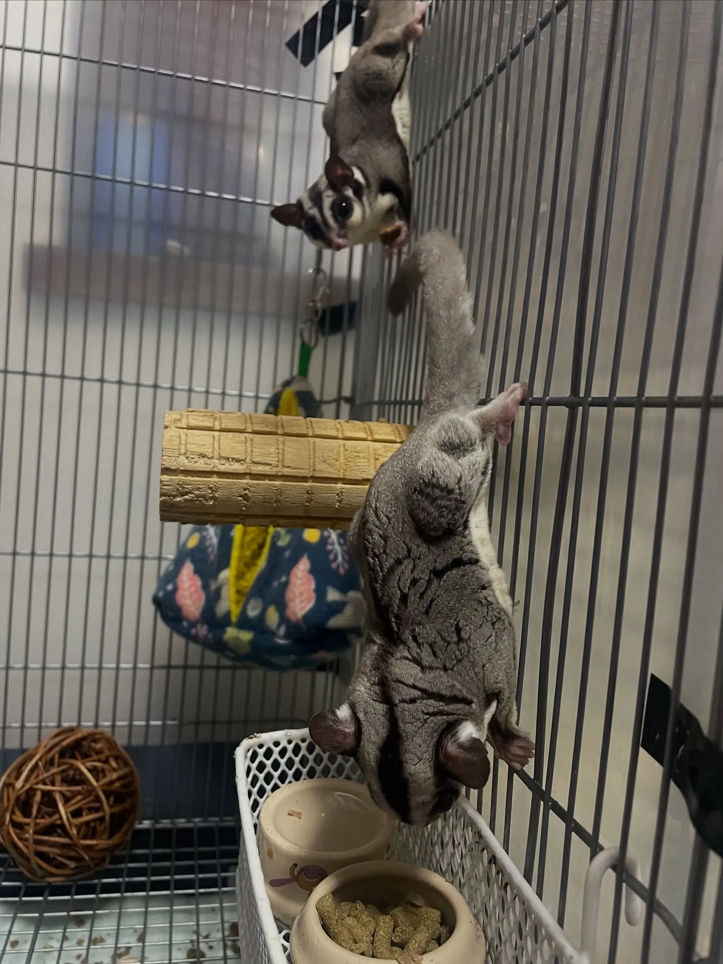 ペットの葬儀を選ぶ際、何を基準にすれば良いのか迷われる方も多...