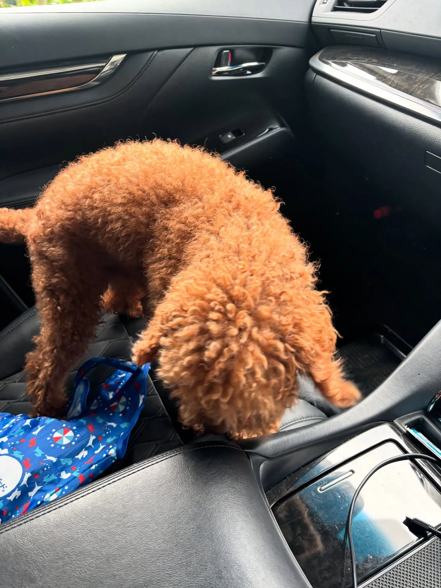 訪問ペット火葬サービス「ペットメモリアル神奈川」の2代目看板...