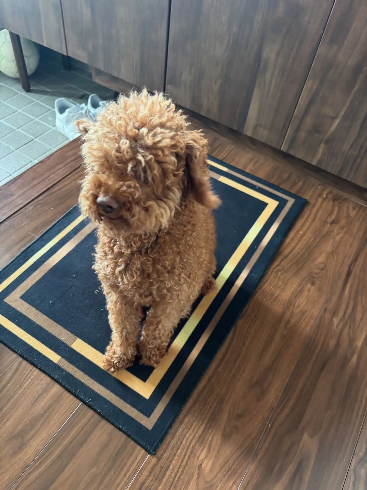 訪問ペット火葬サービス「ペットメモリアル神奈川」の2代目看板...