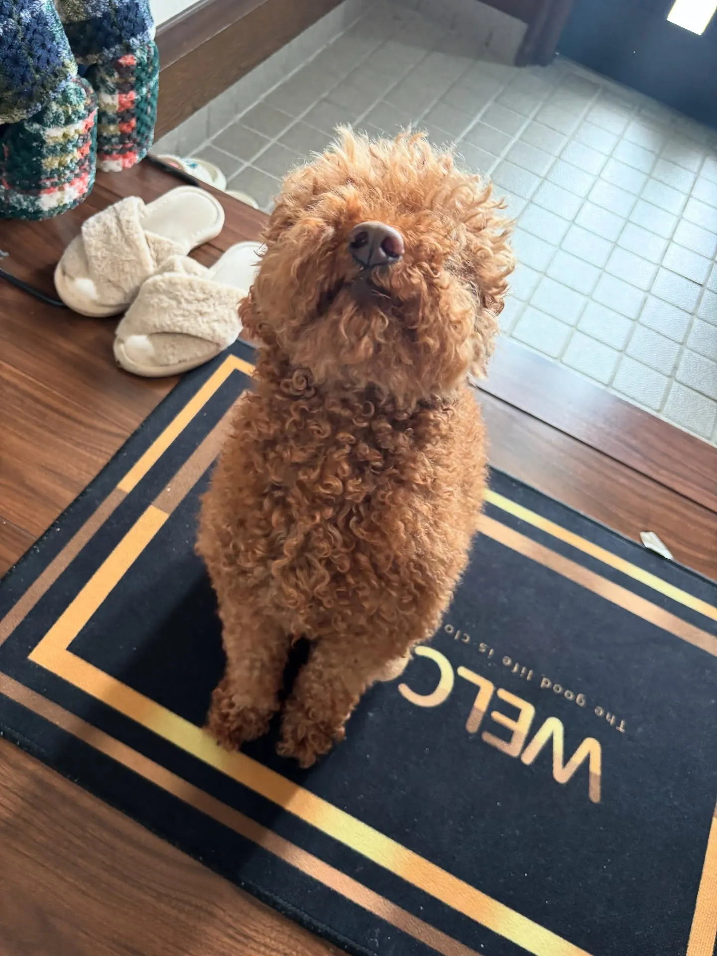 訪問ペット火葬サービス「ペットメモリアル神奈川」の2代目看板...