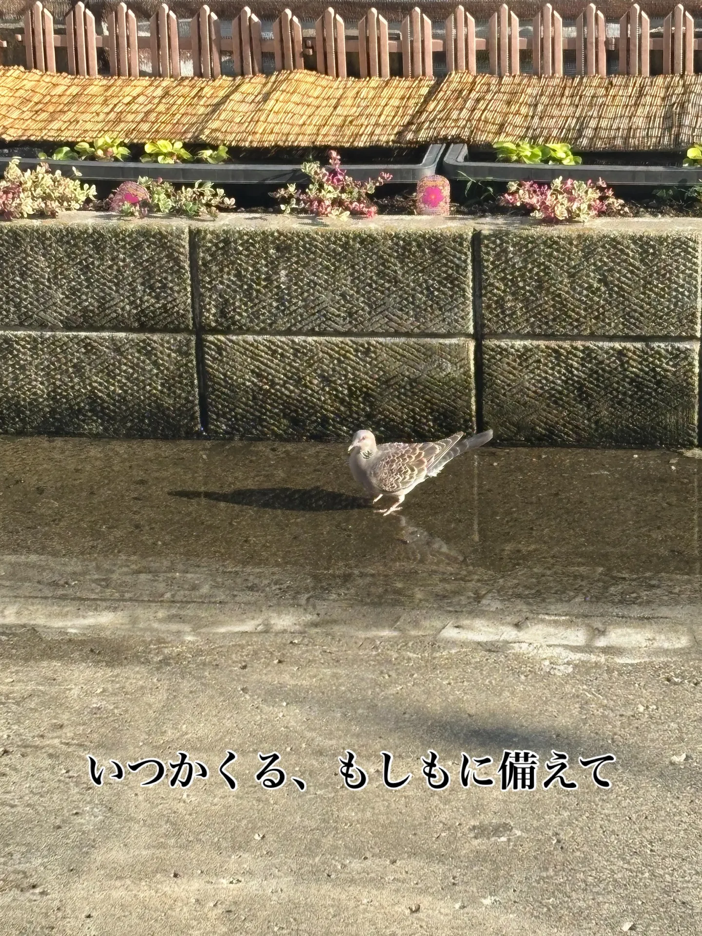 ペットとのかけがえのない日々を守るため、ぜひ事前に葬儀につい...