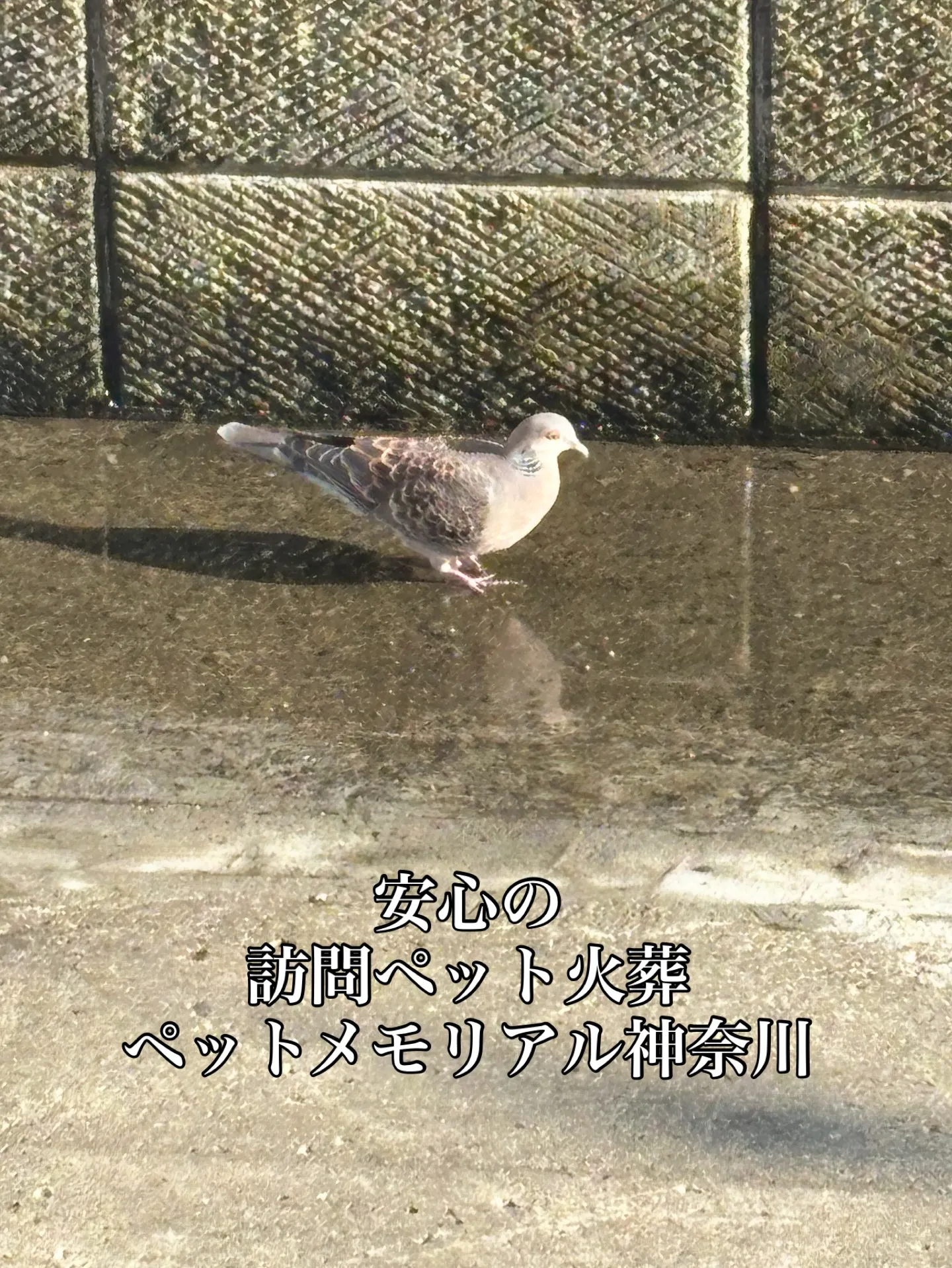 ペットとのかけがえのない日々を守るため、ぜひ事前に葬儀につい...