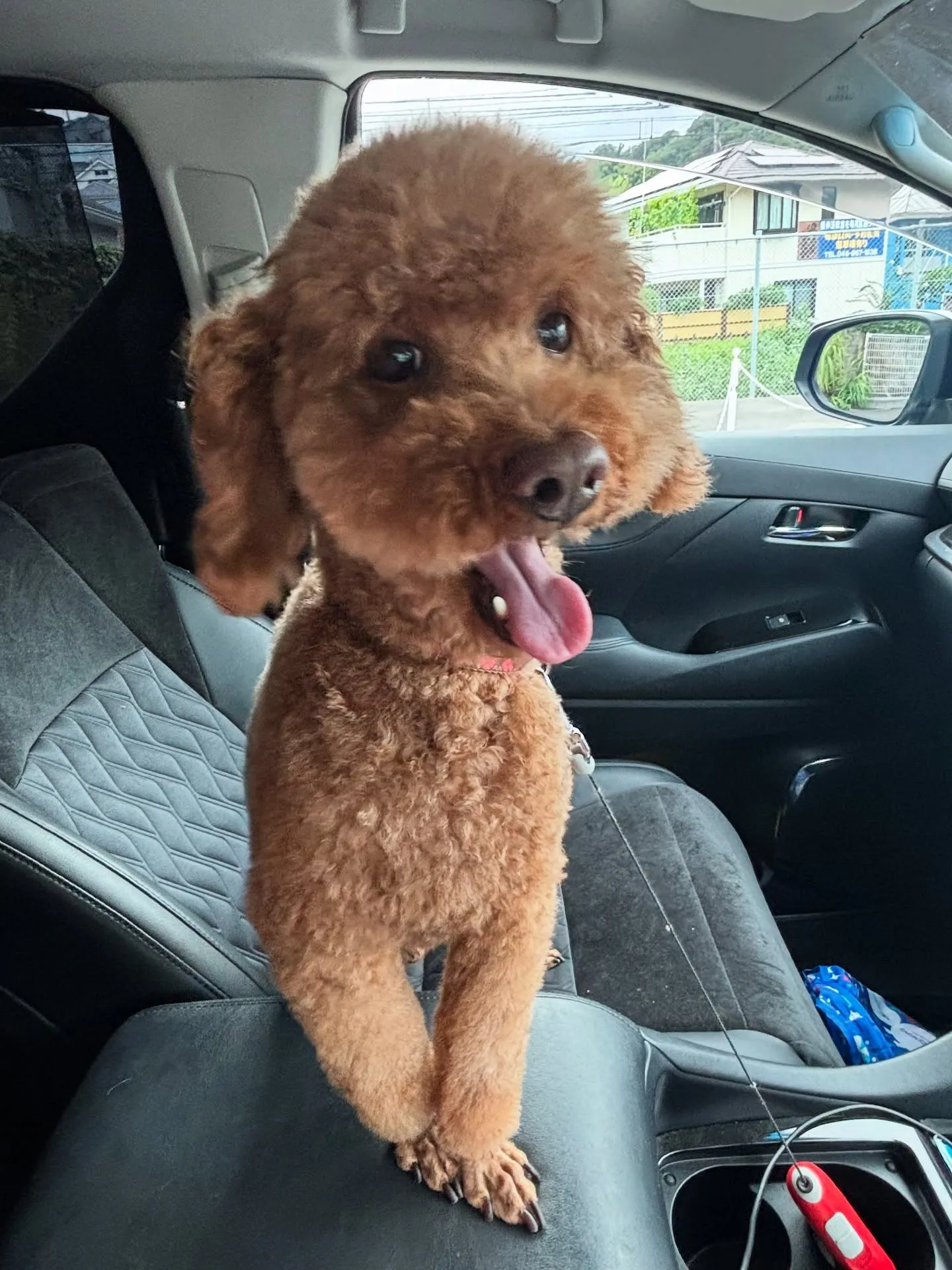 訪問ペット火葬ペットメモリアル神奈川の2代目看板犬であるわさ...