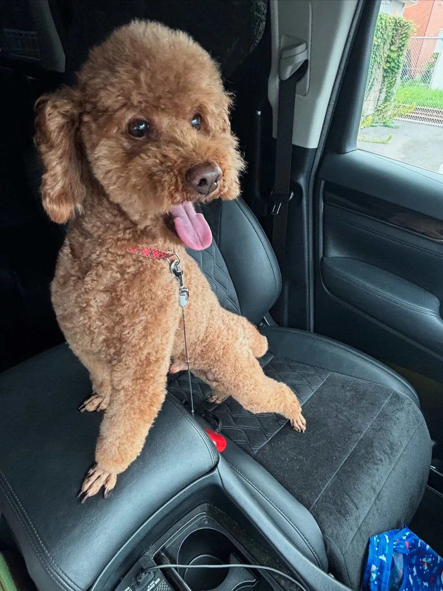 訪問ペット火葬ペットメモリアル神奈川の2代目看板犬であるわさ...