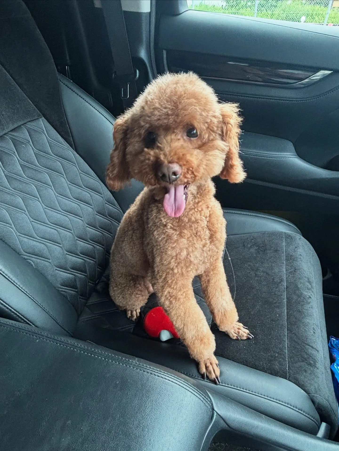 訪問ペット火葬ペットメモリアル神奈川の2代目看板犬であるわさ...