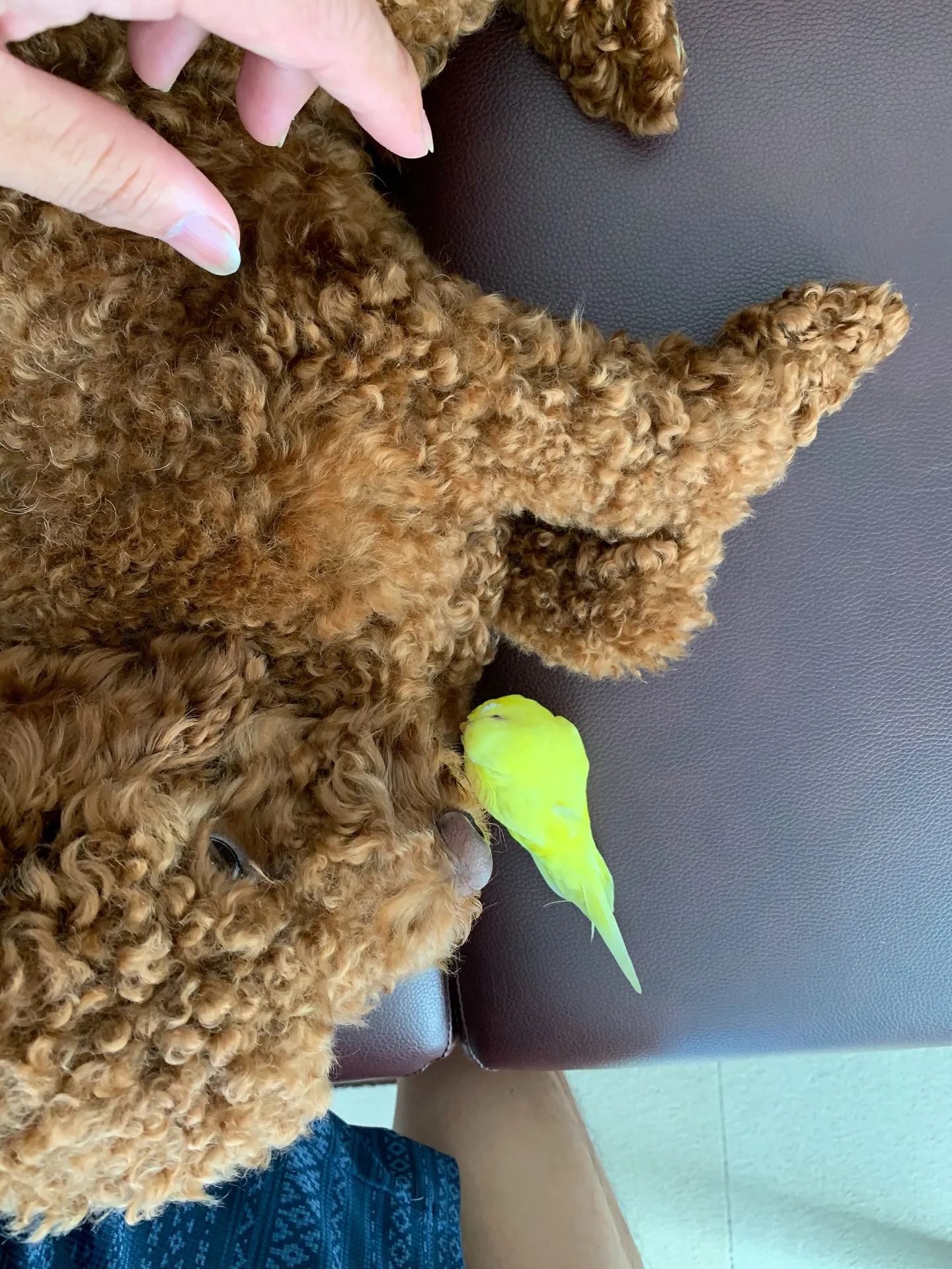 セキセイインコを飼っている皆さん、インコたちとの日々は、私た...