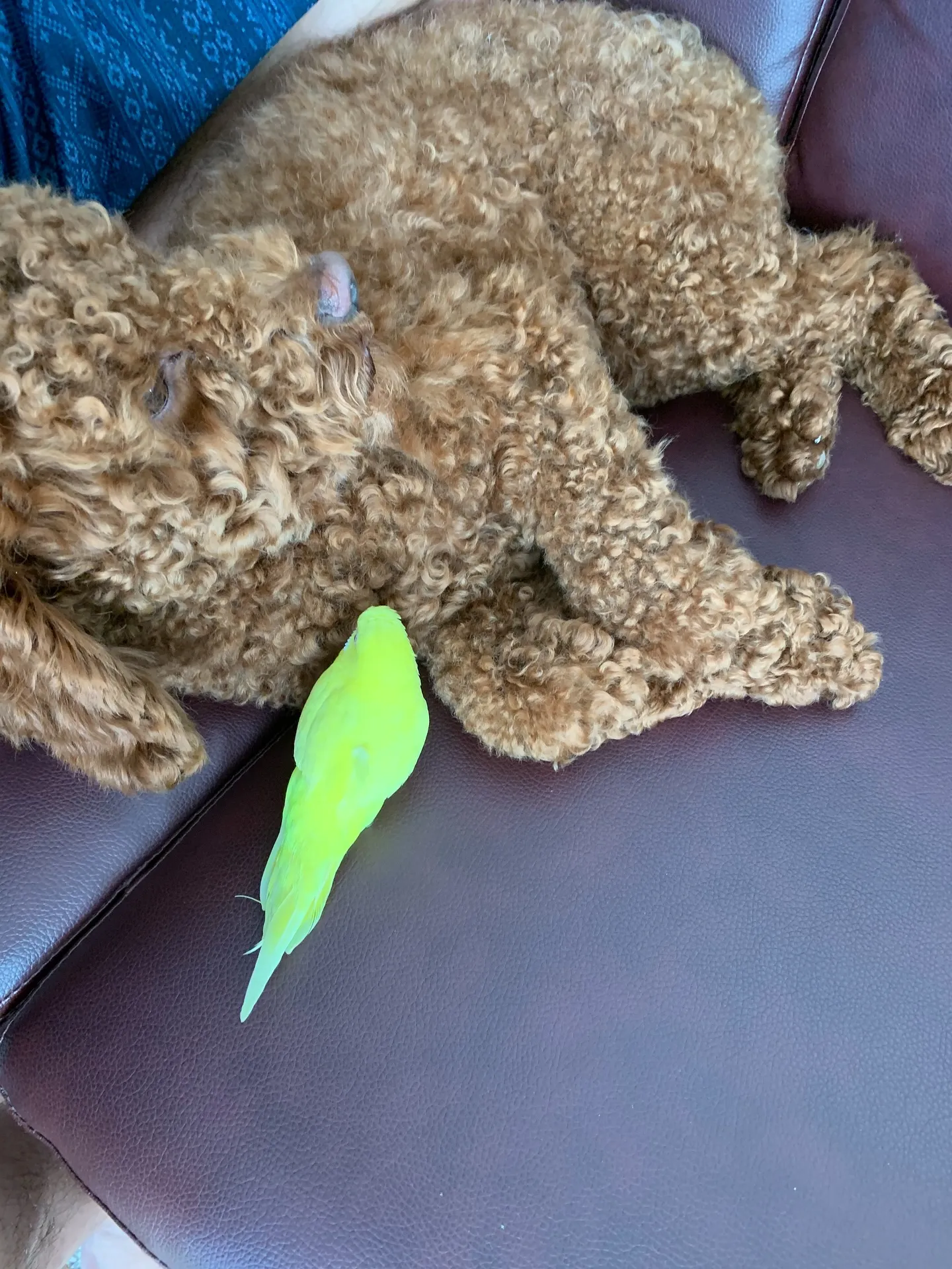 セキセイインコを飼っている皆さん、インコたちとの日々は、私た...