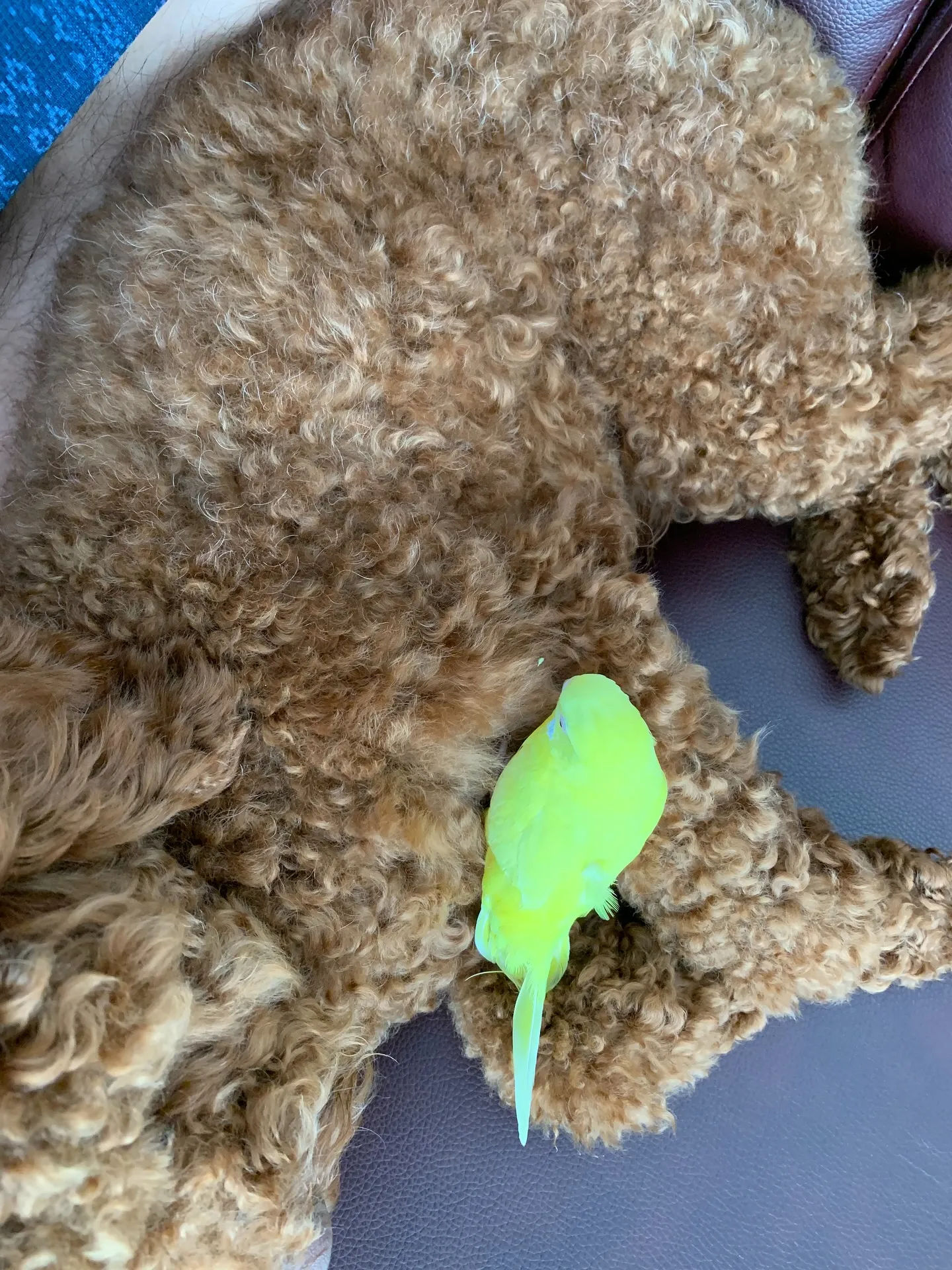 セキセイインコを飼っている皆さん、インコたちとの日々は、私た...