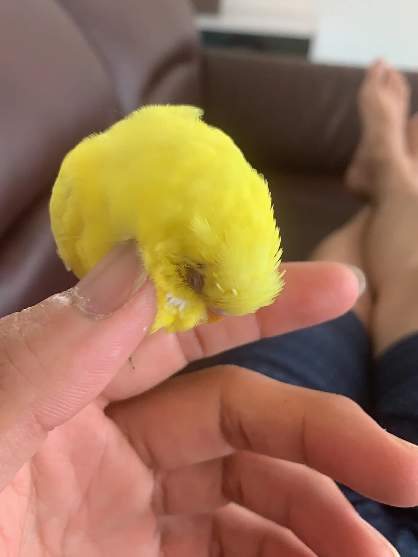 セキセイインコを飼っている皆さん、インコたちとの日々は、私た...