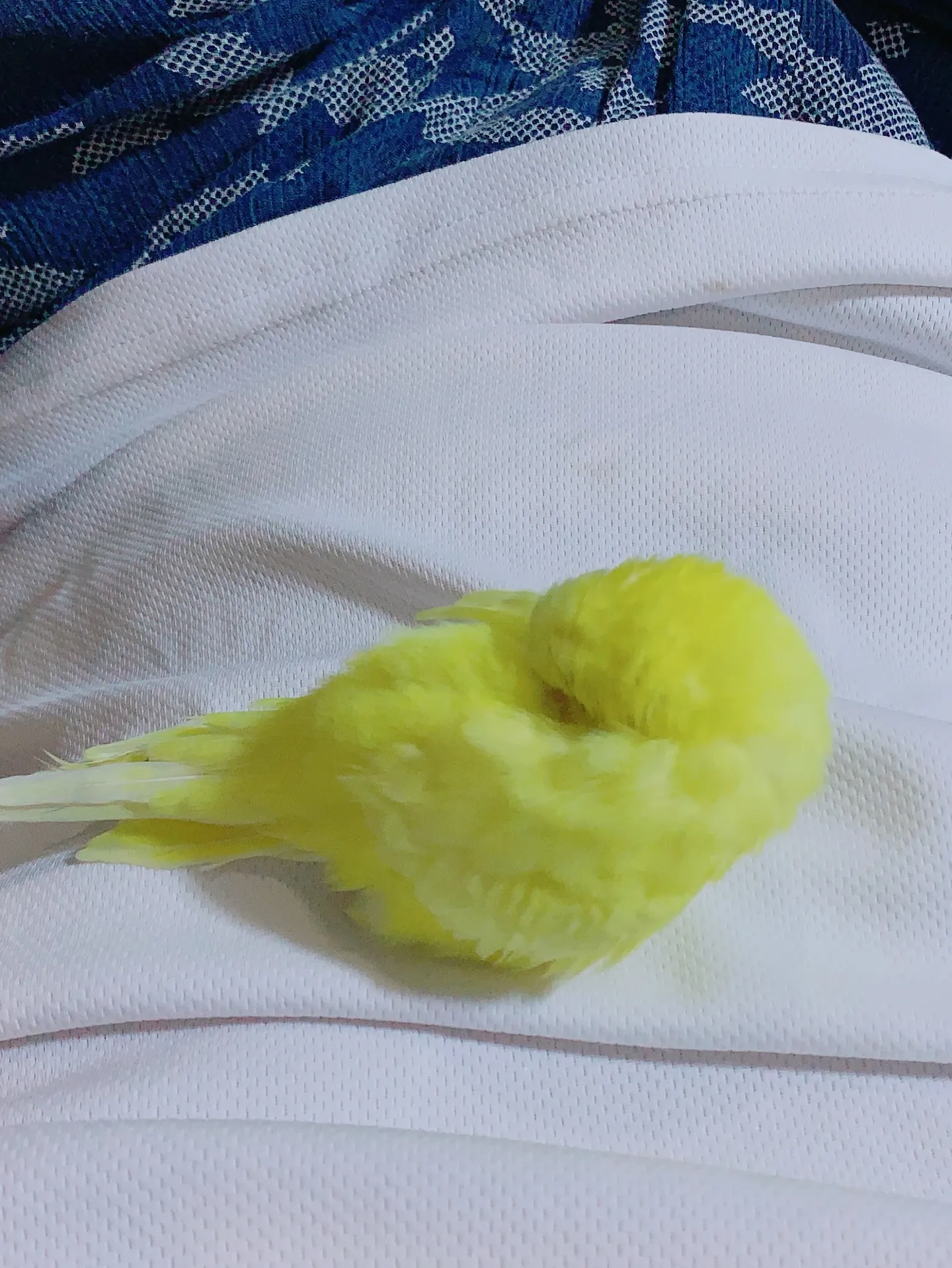 セキセイインコを飼っている皆さん、インコたちとの日々は、私た...
